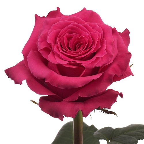 Rose - Full Monty 60cm